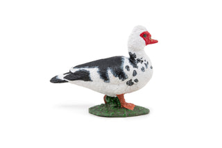 DOMESTIC MUSCOVY DUCK