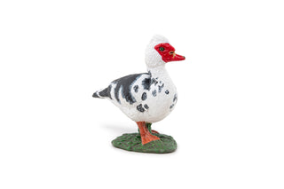 DOMESTIC MUSCOVY DUCK