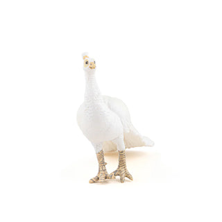 WHITE PEACOCK