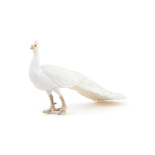 WHITE PEACOCK
