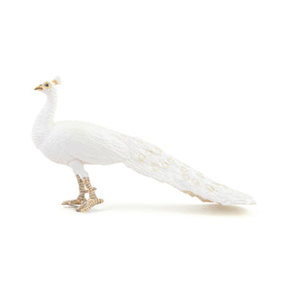 WHITE PEACOCK