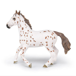 BROWN APPALOOSA MARE