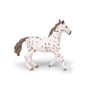 BROWN APPALOOSA MARE