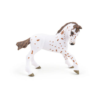 BROWN APPALOOSA FOAL
