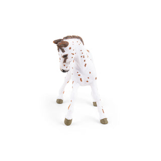 BROWN APPALOOSA FOAL