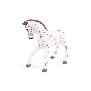 BROWN APPALOOSA FOAL