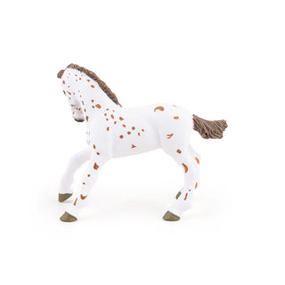 BROWN APPALOOSA FOAL