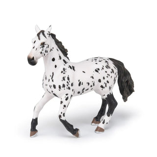 BLACK APPALOOSA HORSE