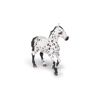 BLACK APPALOOSA HORSE
