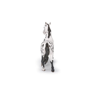 BLACK APPALOOSA HORSE