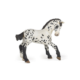 BLACK APPALOOSA FOAL