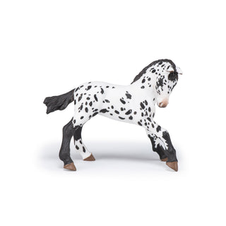 BLACK APPALOOSA FOAL