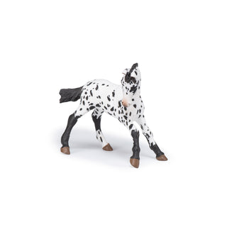 BLACK APPALOOSA FOAL