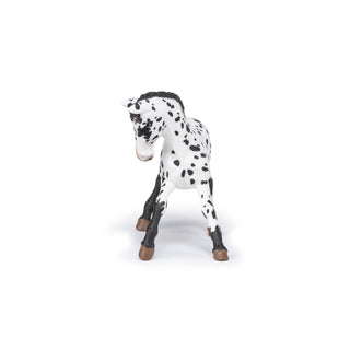 BLACK APPALOOSA FOAL