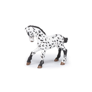 BLACK APPALOOSA FOAL