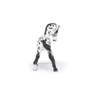 BLACK APPALOOSA FOAL