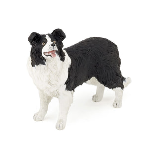 BORDER COLLIE
