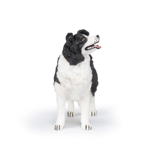 BORDER COLLIE
