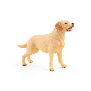 LABRADOR
