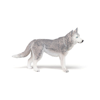 SIBERIAN HUSKY