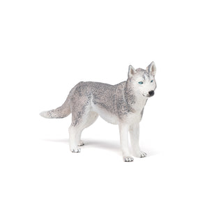 SIBERIAN HUSKY