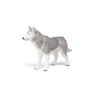 SIBERIAN HUSKY