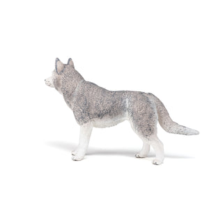SIBERIAN HUSKY