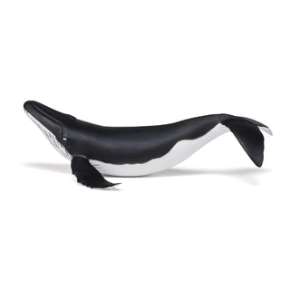 WHALE CALF