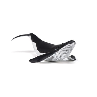 WHALE CALF
