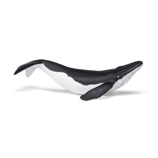 WHALE CALF