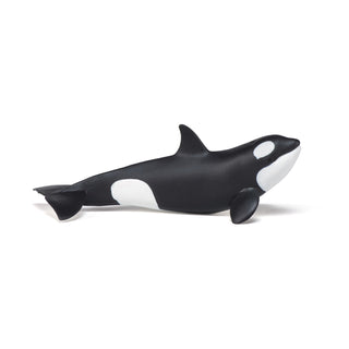 KILLER WHALE CALF