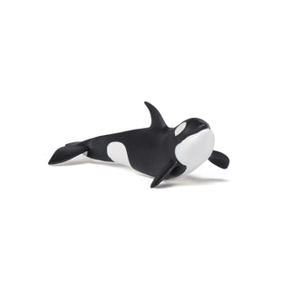 KILLER WHALE CALF