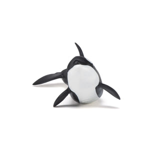 KILLER WHALE CALF