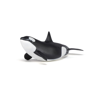 KILLER WHALE CALF