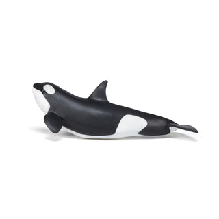 KILLER WHALE CALF