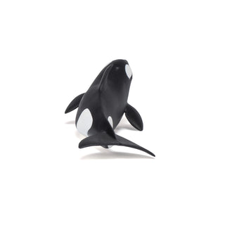 KILLER WHALE CALF