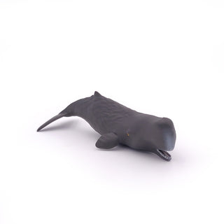 SPERM WHALE CALF