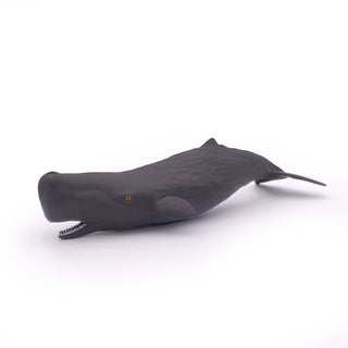 SPERM WHALE CALF