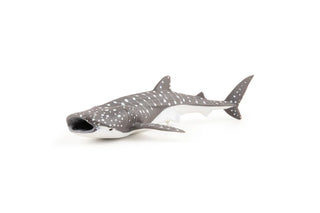 YOUNG WHALE SHARK