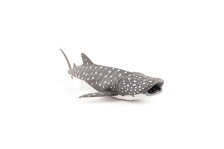 YOUNG WHALE SHARK