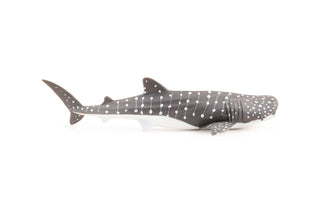 YOUNG WHALE SHARK