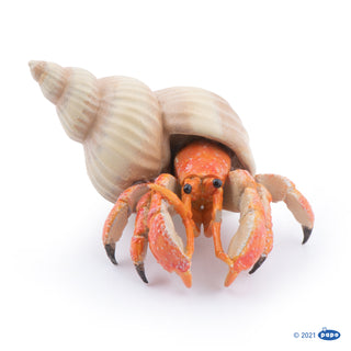 HERMIT CRAB