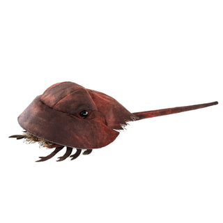 HORSESHOE CRAB