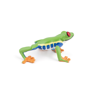 RED-EYED TREE FROG
