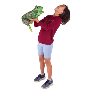 FROG LIFE CYCLE