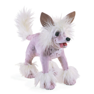 CHINESE CRESTED DOG