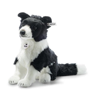 JAYCEE BORDER COLLIE