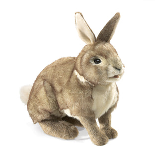 COTTONTAIL RABBIT